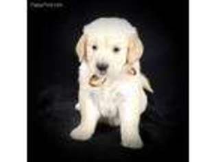 Golden Retriever Puppy for sale in Palm Springs, CA, USA