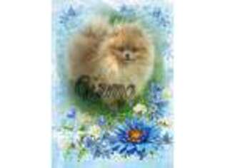 Pomeranian Puppy for sale in Ashley, IN, USA