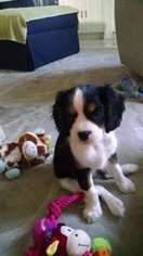 Cavalier King Charles Spaniel Puppy for sale in Punta Gorda, FL, USA