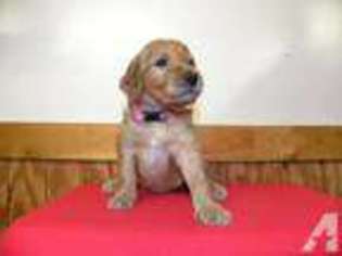 Labradoodle Puppy for sale in COLUMBUS, OH, USA