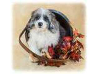Shih-Poo Puppy for sale in East Sparta, OH, USA