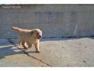 Golden Retriever Puppy for sale in Lena, IL, USA