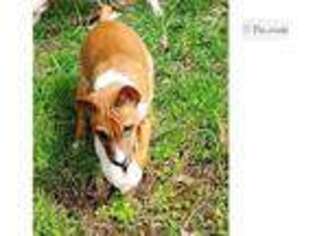 Basenji Puppy for sale in Eugene, OR, USA