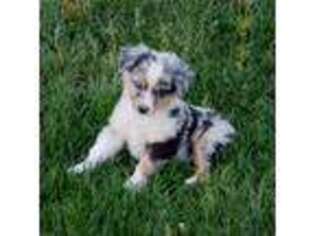 Miniature Australian Shepherd Puppy for sale in Calhan, CO, USA