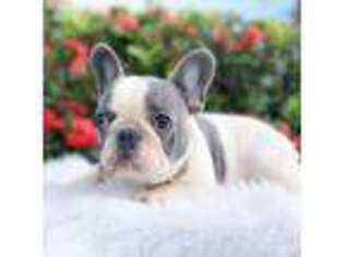 French Bulldog Puppy for sale in Pembroke Pines, FL, USA