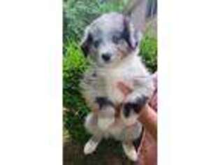 Miniature Australian Shepherd Puppy for sale in Ruckersville, VA, USA