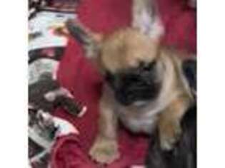 French Bulldog Puppy for sale in Lone Jack, MO, USA