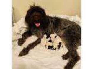 Wirehaired Pointing Griffon Puppy for sale in Fort Gratiot, MI, USA