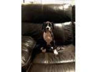 Boxer Puppy for sale in Hollywood, FL, USA