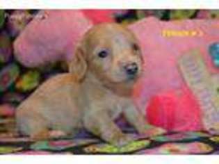 Dachshund Puppy for sale in Sylvia, KS, USA