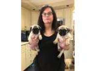 Pug Puppy for sale in Pittsburgh, PA, USA