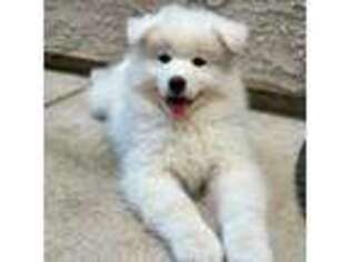 Samoyed Puppy for sale in Sacramento, CA, USA