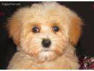 Mutt Puppy for sale in Flint, TX, USA