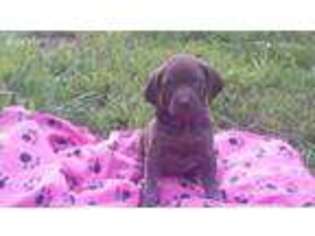 German Shorthaired Pointer Puppy for sale in Kane, PA, USA