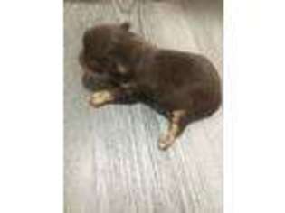 Chihuahua Puppy for sale in Morton, MS, USA