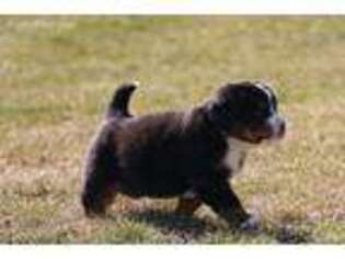 Bernese Mountain Dog Puppy for sale in Plummer, ID, USA