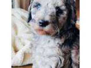 Mutt Puppy for sale in Duke, OK, USA
