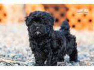 Shih-Poo Puppy for sale in Youngstown, OH, USA