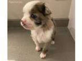 Miniature Australian Shepherd Puppy for sale in Sun City Center, FL, USA