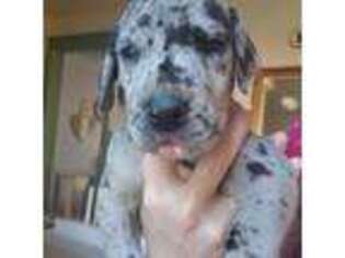 Great Dane Puppy for sale in San Jacinto, CA, USA