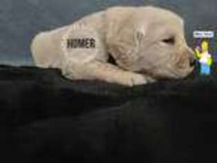 Golden Retriever Puppy for sale in Richmond, VA, USA