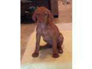 Vizsla Puppy for sale in George West, TX, USA