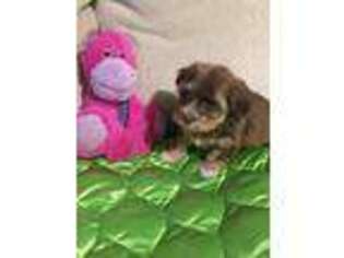 Havanese Puppy for sale in Fremont, OH, USA