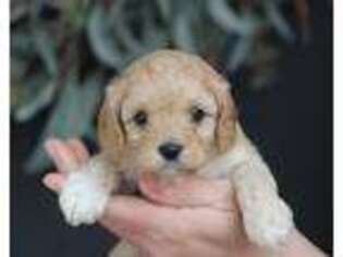Cavapoo Puppy for sale in Elnora, IN, USA