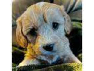 Cavapoo Puppy for sale in Port Angeles, WA, USA