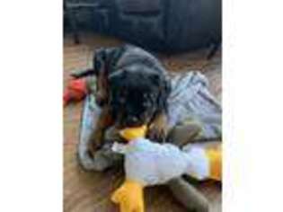 Rottweiler Puppy for sale in Camarillo, CA, USA