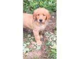 Golden Retriever Puppy for sale in Lake George, NY, USA