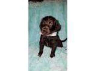 Labradoodle Puppy for sale in Chandler, AZ, USA