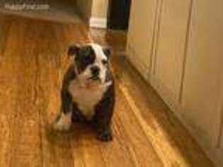 Bulldog Puppy for sale in Utica, OH, USA
