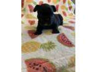 French Bulldog Puppy for sale in Burnet, TX, USA