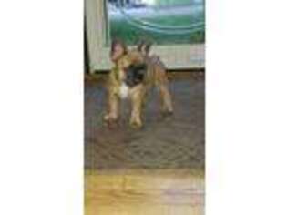 French Bulldog Puppy for sale in Hanover, PA, USA