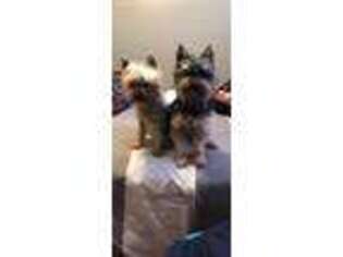 Yorkshire Terrier Puppy for sale in Deming, NM, USA