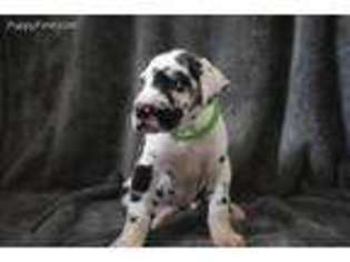Great Dane Puppy for sale in Denison, TX, USA