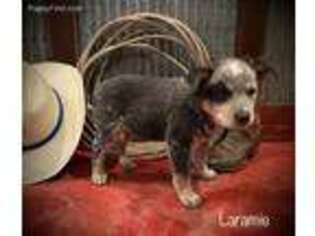 Australian Cattle Dog Puppy for sale in Moberly, MO, USA