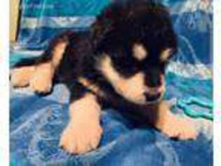 Alaskan Malamute Puppy for sale in Steger, IL, USA