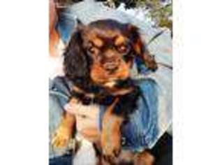 Cavalier King Charles Spaniel Puppy for sale in New Philadelphia, OH, USA