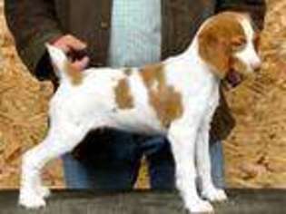 Brittany Puppy for sale in Ambrose, GA, USA