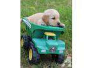 Golden Retriever Puppy for sale in ATHOL, MA, USA