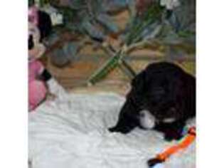 Mutt Puppy for sale in Benton, TN, USA
