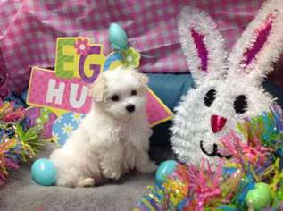 Maltese Puppy for sale in HUMBLE, TX, USA