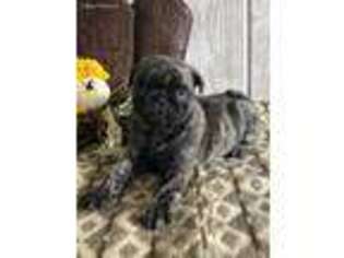 Pug Puppy for sale in Millersburg, IN, USA