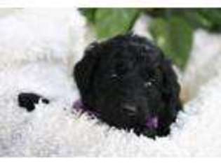 Goldendoodle Puppy for sale in Round O, SC, USA