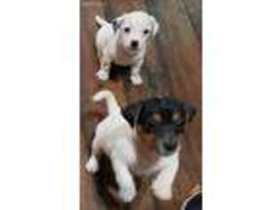 Jack Russell Terrier Puppy for sale in Surfside Beach, SC, USA