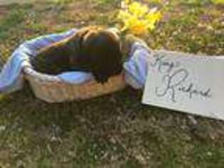 Mastiff Puppy for sale in Mcdonough, GA, USA