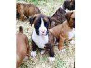 Boxer Puppy for sale in EAGLE PASS, TX, USA