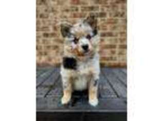 Mutt Puppy for sale in Roselle, IL, USA